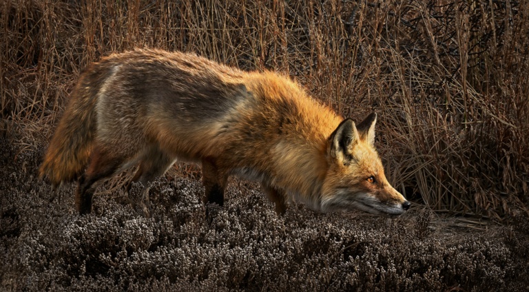 Red Fox Stalking